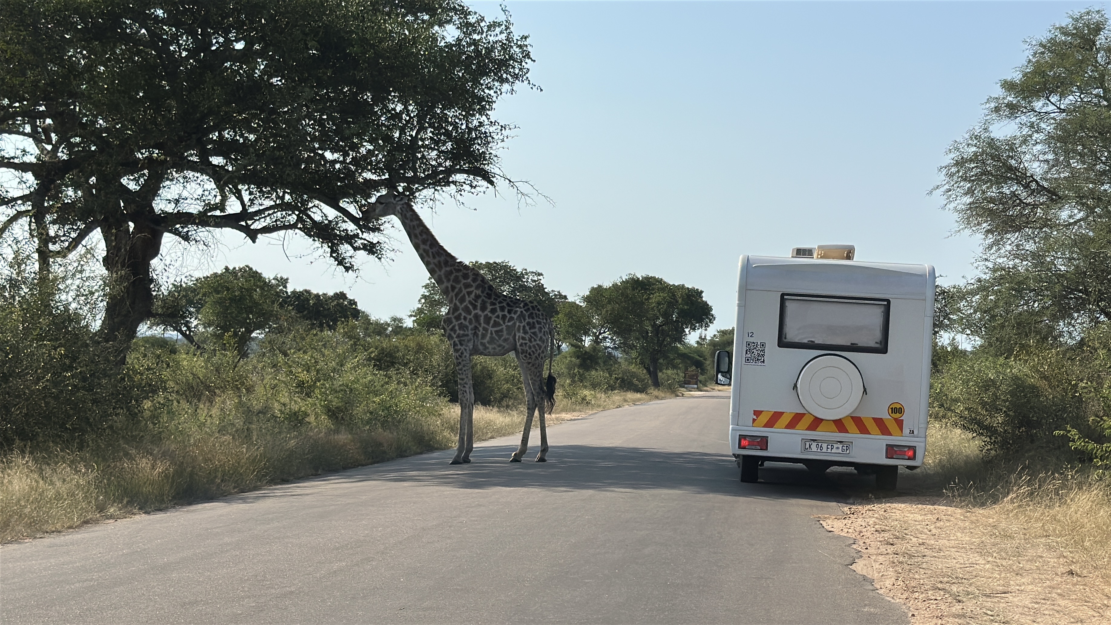 Motorhome com girafa na savana africana